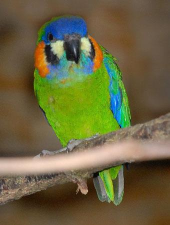 kleinere soorten van de Orde Psittaciformes. Weltvogelpark Walsrode heeft vier van de vijf bekende soorten van deze kleine papegaaien (Genus Cyclopsitta en Psittaculirostris).