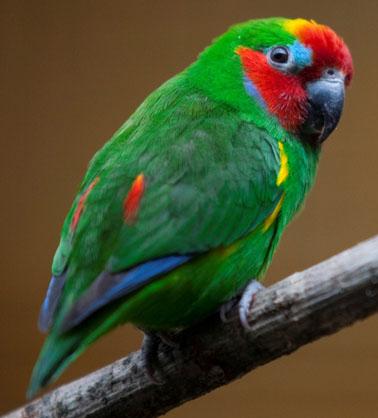 Het standaard dieet van de Vijgpapegaaien in het park bestaat uit gekiemde zaden, een fruitmix van blauwe bessen, druiven, appels en papaja, en gedroogde vijgen die minstens 24 uur worden geweekt