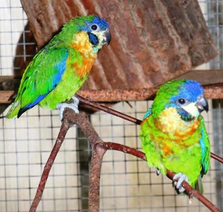 succes gefokt; vier kuikens in totaal tot nu toe. Twee paren van de Dubbeloog-vijgpapegaaien hebben elk een kuiken grootgebracht.