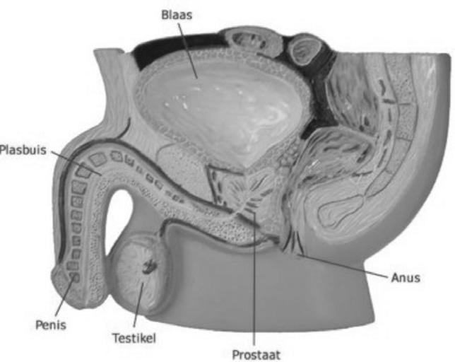 gesteriliseerd bent bevat het ejaculaat geen zaadcellen meer. De prostaat wordt beïnvloed door hormonen.