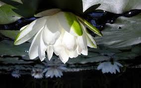 In de oude Perzische culturen stond de lotus voor de zon en het licht. Binnen het Taoïsme geldt de lotus als de gouden bloem.