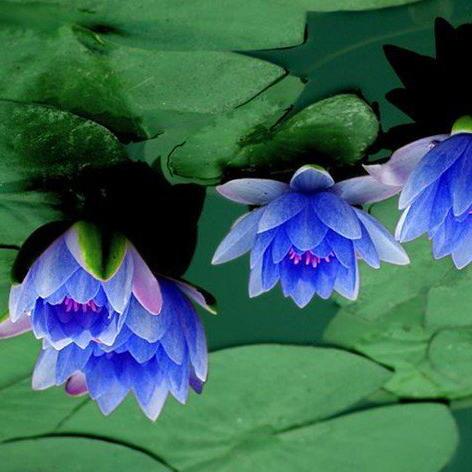 Blauwe lotus11 De blauwe lotus is het symbool van de overwinning van de geest over de materiële wereld. Het staat voor de ontwikkeling van wijsheid en spirituele kracht.