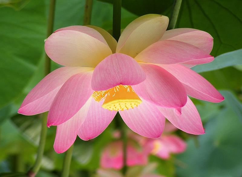 De betekenis van deze lotus is in nevelen gehuld en alleen bekend bij een selecte groep. De lotusbloem staat dan ook symbool voor Padmāsana.