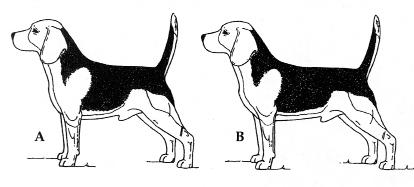 kynologie 3 In 1931 beginnen Amerikanen met het importeren van Épagneuls Breton uit Frankrijk en ze blijven dat doen tot aan het begin van de Tweede Wereldoorlog.