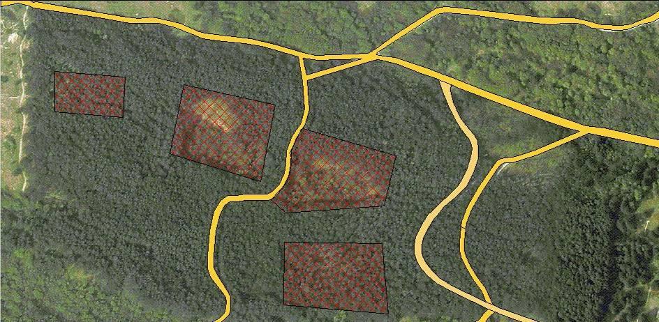 Naarmate de duinen ouder worden en de bodemvorming verder ontwikkeld is, zal ook de natuurlijke successie voortschrijden.