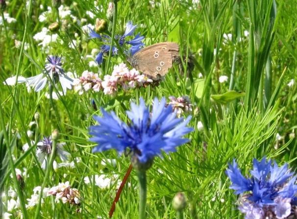 muizen die hommelnesten leegeten Kleine vuurvlinder op bloeiende