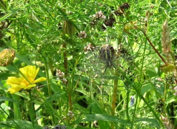 Tijgerspin * maakt een web tussen groene planten * eet sprinkhanen, libellen en