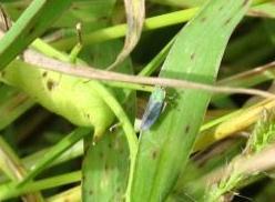 Groene cicade * leeft van plantensappen * wordt gegeten door o.a. spinnen Groene stinkwants * leeft van plantensappen van o.