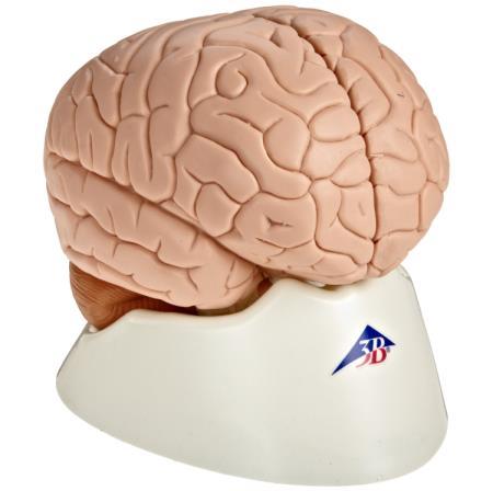 1 Hersenen Mediane doorsnede van de hersenen. Model op ware grootte.