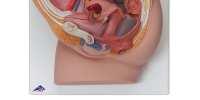Het linkermodel toont een doorsnede van het leverweefsel waarbij meerdere leverkwabjes te zien zijn.