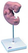 zwangerschap: eicel met mannelijke gameet zygote in 2-cel stadium zygote in 4-cel