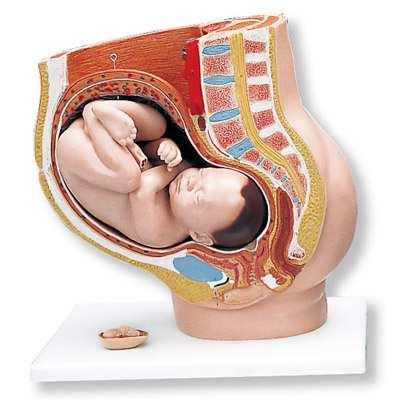 (stuitligging) 1000326 80,65 Baarmoeder met foetus - 5de maand (rugligging) 1000327