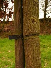 verduurzaamd hout : geen nazorg standvastigere boom (stabielere stam door de vorming van steunhout ) Geen stamschade