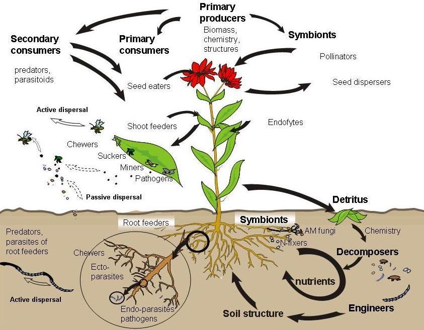 elke plant is basis van een systeem