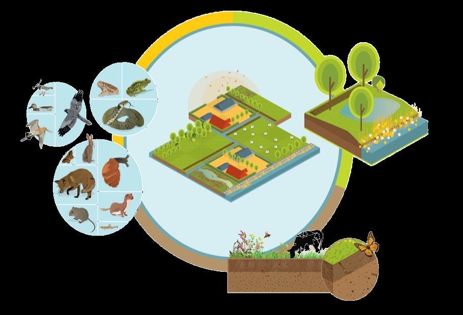 Conceptueel kader biodiversiteit voor Natuurinclusieve landbouw Natuurinclusieve