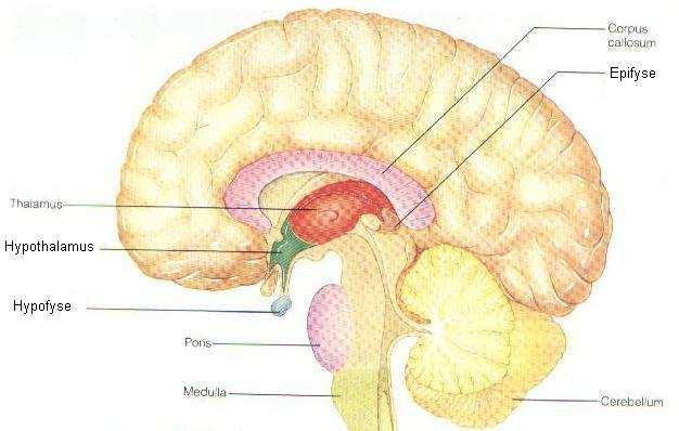 De hypofyse en hypothalamus Zijn de grote regelneven van het endocrien systeem activatie van boodschapperstoffen (releasing factors) Controle van alle andere