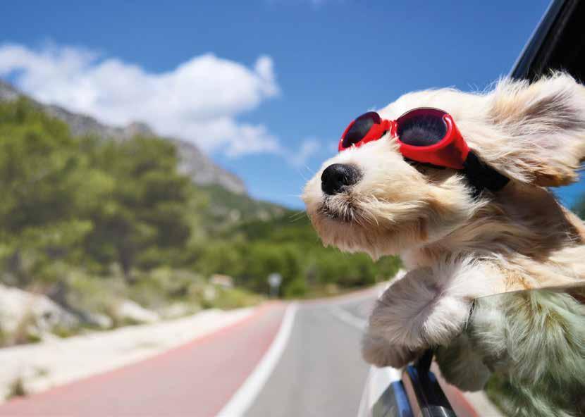 Voorbereid op reis Heerlijk! U gaat binnenkort lekker op vakantie. Om zonder zorgen op reis te kunnen, helpt een goede voorbereiding. Dat geldt voor u, maar zeker ook voor uw hond.
