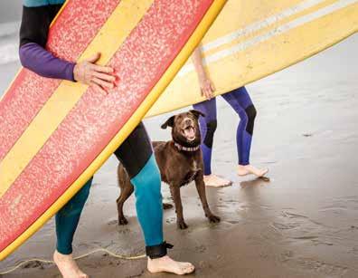 Zo beschermt u uw hond tegen zandvliegen en hartwormmuggen Scalibor Protectorband is de enige band die tot 6 maanden beschermt tegen teken, zandvliegen en hartwormmuggen.