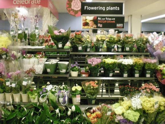 5.2 Kamerplantenschap bij Sainsbury s De helft van de consumenten heeft een bloeiende plant bij Sainsbury s gekocht en ruim 40% heeft een groene plant gekocht.