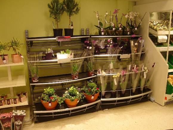 8.2 Kamerplantenschap bij Waitrose Tweederde van de consumenten die een plant heeft gekocht bij Waitrose in 2009, kocht een bloeiende kamerplanten.