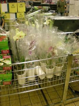 9.2 Kamerplantenschap bij Aldi Zowel groene als bloeiende planten werden evenveel gekocht