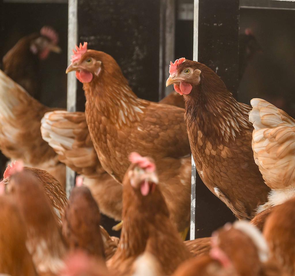 Hotraco Agri Poultry Hotraco Agri is een wereldwijde speler op het gebied van innovatieve automatiseringssystemen voor de pluimveehouderij. Volledig aanpasbaar aan de wensen van onze klanten.