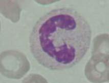 kernchromatine C,S, U-vorm cytoplasma roze veel