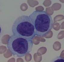 monocytoïde maturatie monoblast grootte:
