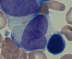 monocytoïde maturatie promonocyt grootte: 15-25 mm Ø