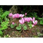 1 1 plant 2,95 705885.2 3 planten 6,95 Cyclamen purpurascens ALPENVIOOLTJE OF EUROPESE CYCLAAM levendige handel.