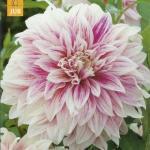 1 1 extra grote knol 3,50 Dahlia 'Glory of Heemstede' houdbaarheid op de vaas maakt deze bloem zo Heldergeel met vrij brede lintbloemen (wordt