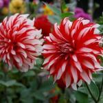 1 1 knol 1,95 Dahlia 'Rosella' houdbaarheid op de vaas maakt deze bloem zo Lilaroze. Hoogte 110 cm. 706400.