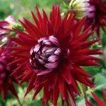 1 1 knol 1,95 Dahlia 'Dutch Explosion' CACTUS-BLOEMIGE lintbloemen. Hoogte 90 cm. 707030.