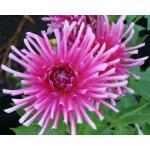 1 1 knol 1,95 Dahlia 'Gerry Scott' CACTUS-BLOEMIGE lintbloemen. Hoogte 100 cm.