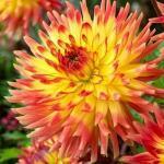 1 1 knol 1,95 Dahlia 'Rebecca's World' CACTUS-BLOEMIGE Een semi-cactusbloemig type.