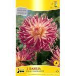 1 1 knol 1,95 Dahlia 'Stars Favourite' CACTUS STARCOLLECTIE houdbaarheid op de vaas maakt deze bloem zo De Starcollectie heeft zeer smalle, puntige lintbloemen, die aan de uiteinden iets gebogen