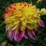 Deze originele Dahlia kan niet beslissen welke kleur het wil worden, zodat het maar besloten heeft om beide aan te nemen! 714750.