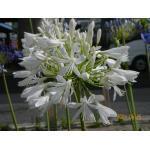 1 25 knolletjes 3,50 Acidanthera bicolor 'Murielae' ABESSIJNSE GLADIOOL Afkomstig uit Ethiopië, bloeit deze heerlijk geurende, wit met purper gevlekte bloem op een zonnige plaats in uw tuin. 701500.