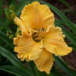 Bloembollen en Knollen - Zomerbloeiend 24/32 Hemerocallis -Hybriden 'Bas Relief' DAG Daglelies zijn dankbare tuinplanten, over het algemeen goed winterhard.