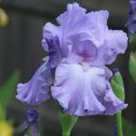 De grote irisbloem steekt af tegen het grijsgroene blad.  Wit met donkerblauwe omranding 721865.