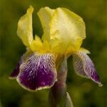 De grote irisbloem steekt af tegen het grijsgroene blad.  De omhoog gekrulde kroonbladeren zijn citroengeel, het onderste kroonblad is lichtlila met wit centrum. 721868.