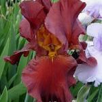 De grote irisbloem steekt af tegen het grijsgroene blad.  Zacht oranje met dieporanje keeltje. 721870.