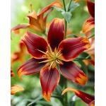 Bloembollen en Knollen - Zomerbloeiend 27/32 Lilium hybride 'Forever Susan' Aziatische Lelie, 70 cm hoog met aan elke