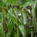 Bloembollen en Knollen - Zomerbloeiend 2/32 Arisaema tryphyllum JAN-OP-DE-PREEKSTOEL (Engels: Jack-in-the-Pulpit) Deze Arisaema is afkomstig uit de vochtige bossen van westelijk Noord-Amerika.