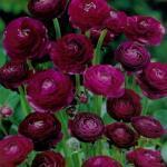 Botergeel 725610 10 klauwtjes 1,95 Ranunculus asiaticus 'Red' RANONKEL De knolletjes zijn net klauwtjes en geven van juni-aug de populaire ronde bloemen, die pioenbloemig gevuld zijn.