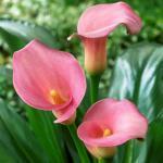 1 1 knol 2,50 Zantedeschia hybrida 'Captain Prado' / 'Captain Promise' ARONSKELK Donkerpurperen bloemen met fraai wit gespikkeld blad.