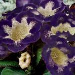 1 1 knol 1,95 Sinningia hybriden 'Tigrina Blue' GLOXINIA Pronkgrage kamerplant met grote opstaande klokbloemen en groot behaard