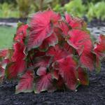 1 1 wortelstokje 3,95 Caladium bicolor 'Brandywine' We hebben dit jaar jumboknollen (extra groot) voor de teelt van fraaie, grote planten, die in de zomer voor een prachtig kleurenfestijn zullen