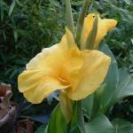 1 3 wortelstokken 4,95 Canna - hybriden 'Yellow Futurity' verschijnen in de zomer de trossen met grote bloemen.