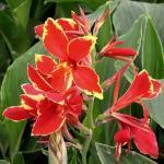 Geweldige kleur: goudgeel met lichtoranje spikkels, speels en helder. Artikel 705270 is momenteel niet leverbaar Canna - hybriden 'Lucifer' COMPACT.